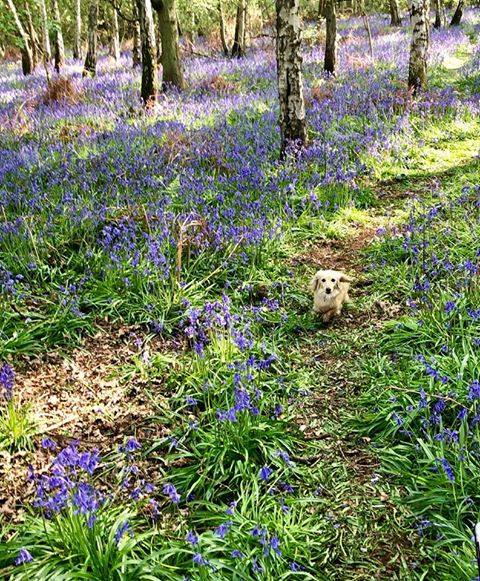 Bluebell woods