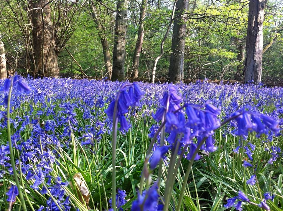 Bluebell woods