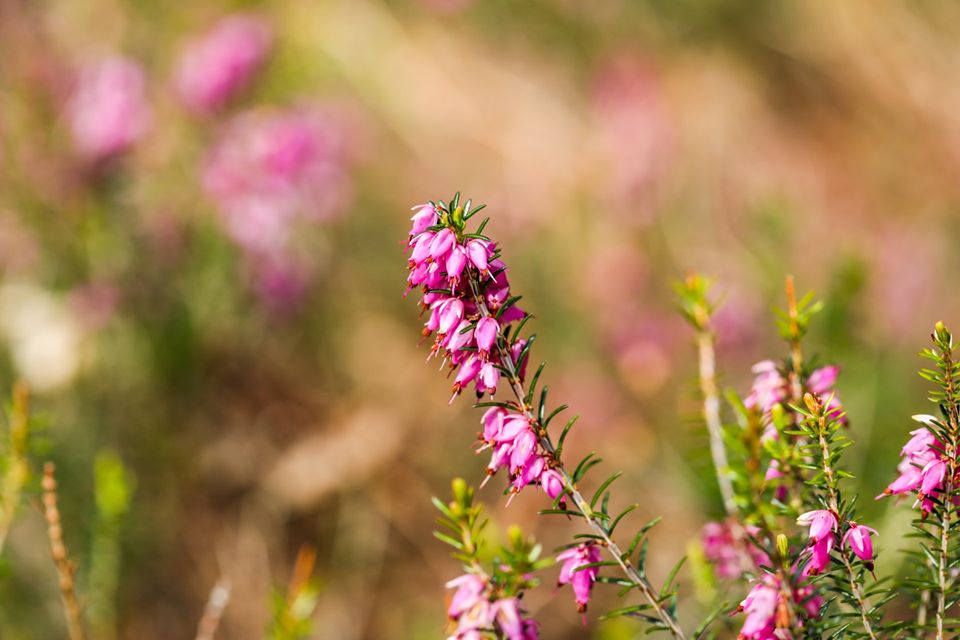 Calluna vulgaris