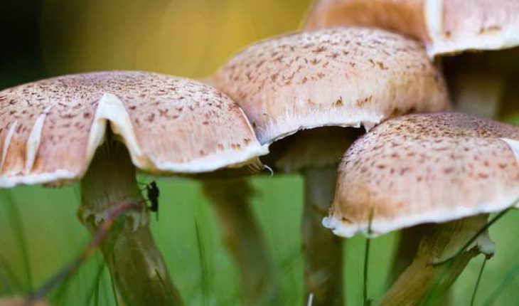 Fungi are the original recyclers