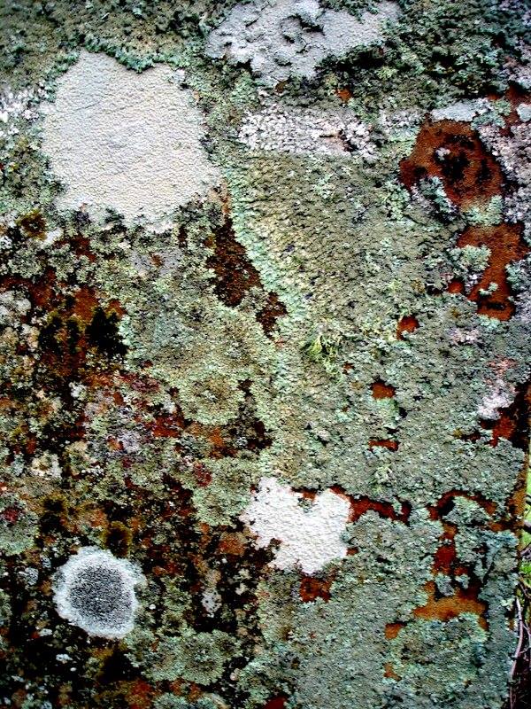 Lichens in Scotland