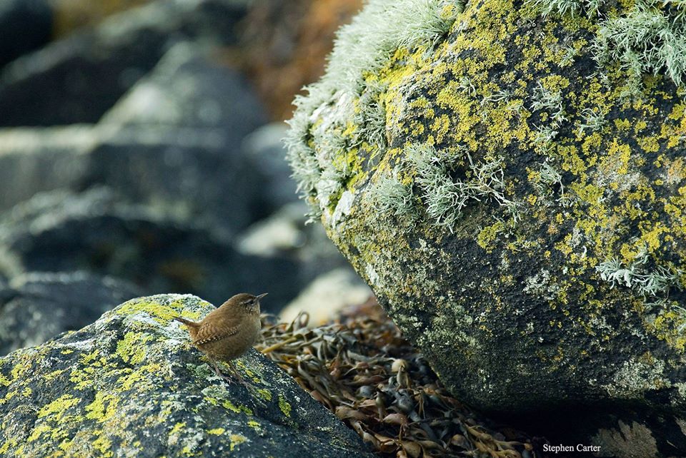 Lichens in Scotland