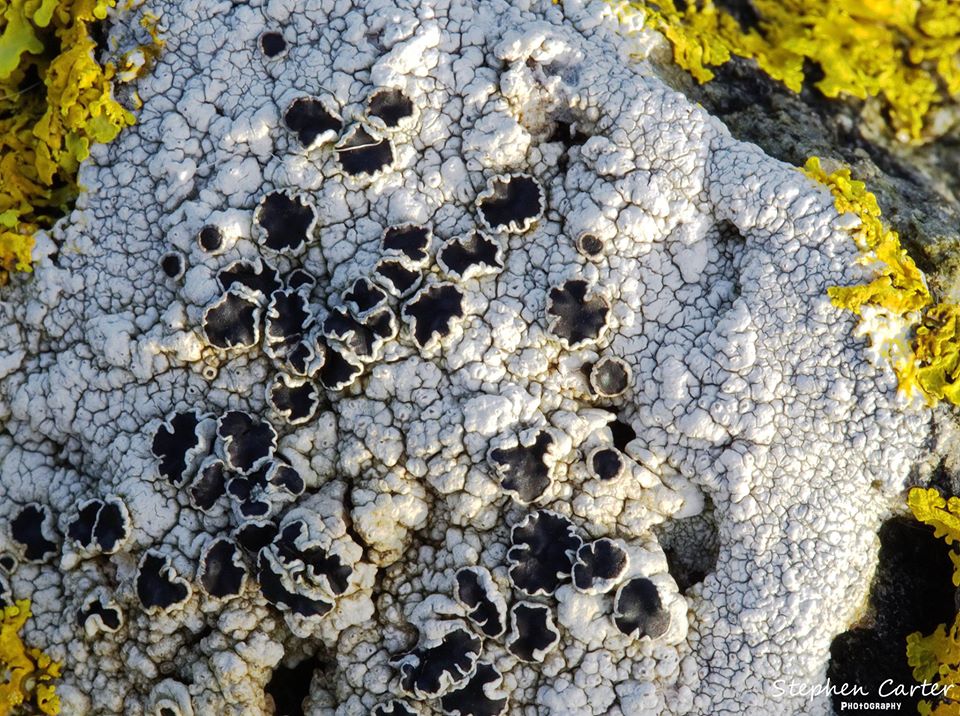 Lichens in Scotland