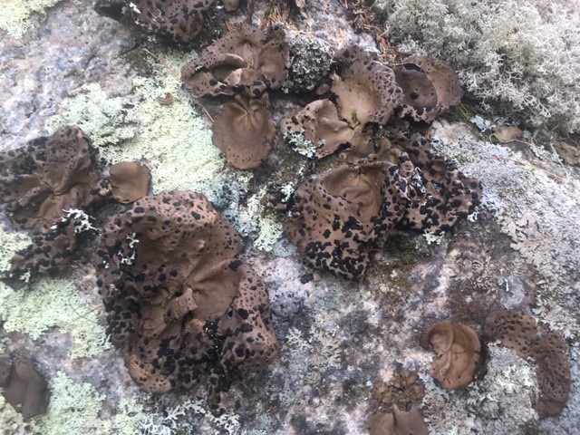 Lichens in Scotland