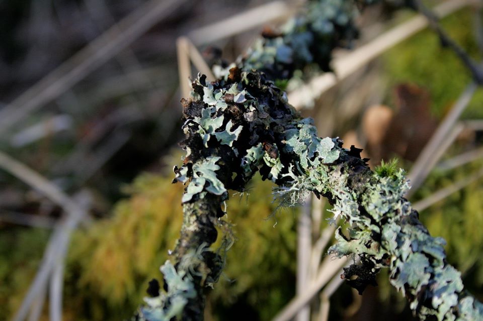 Lichens in Scotland