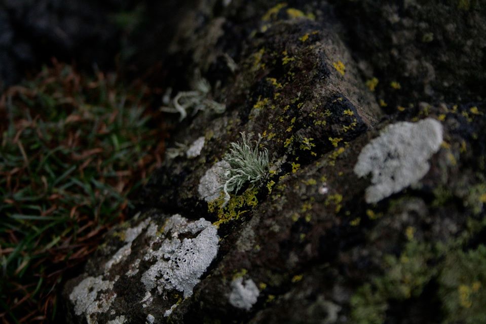 Lichens in Scotland