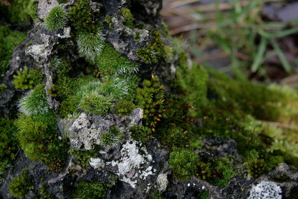 Lichens in Scotland