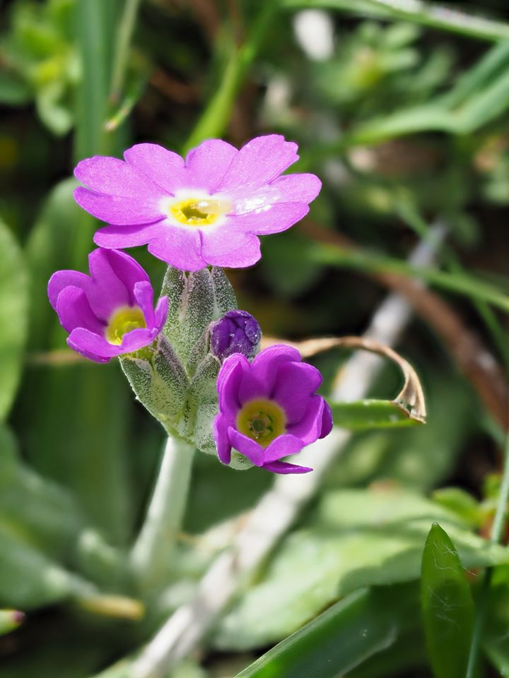 Primula scotica