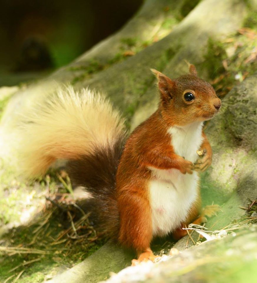 Red squirrel