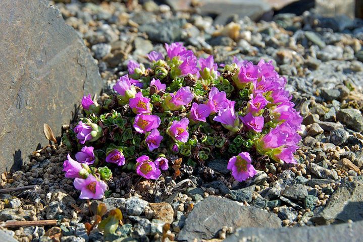 Saxifrage oppositifolia