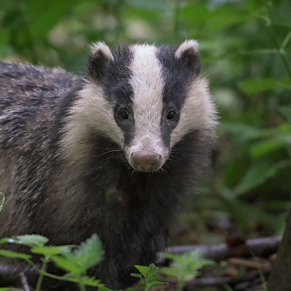 badger