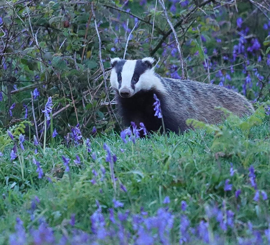 badger