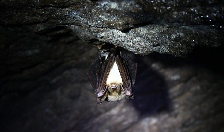 Bats