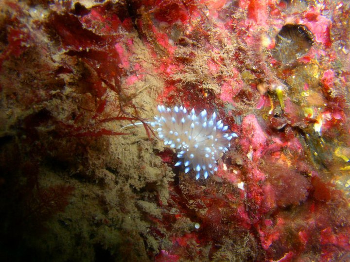 Leptometra celtica