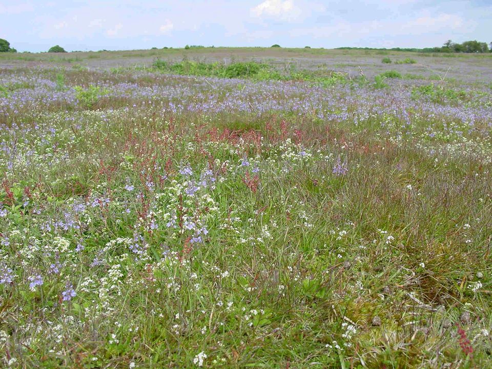 Lowland grasslands
