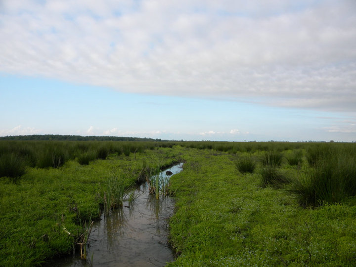 Lowland wetlands