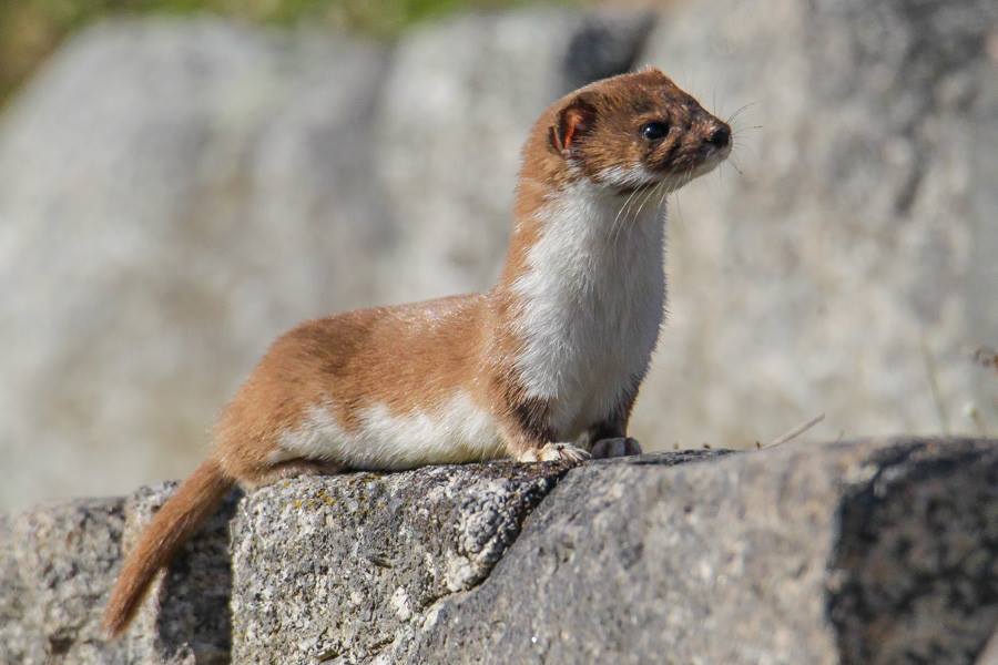 Mustela nivalis