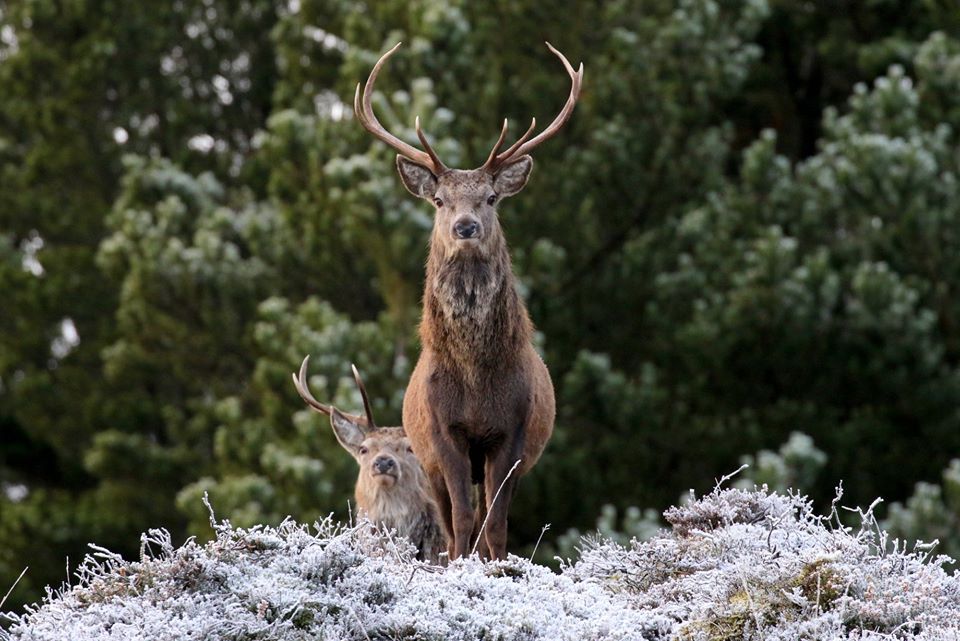 Scotland's deer