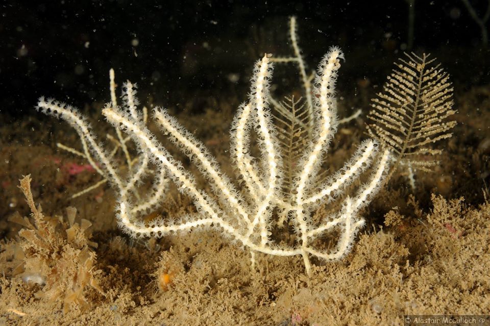 Swiftia pallida