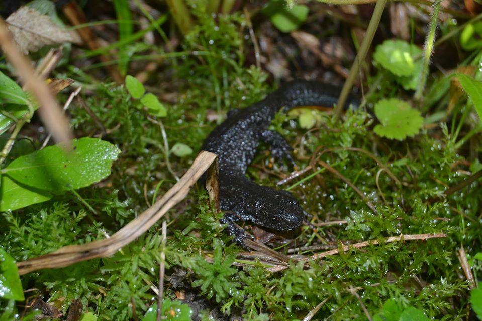 Great crested newt