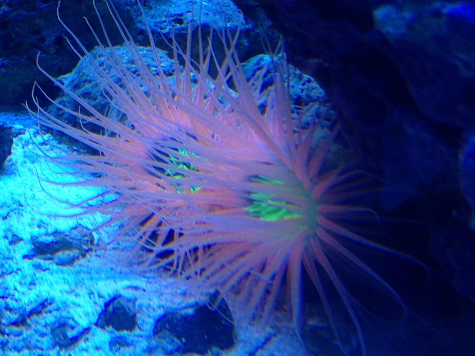 Tube anemones