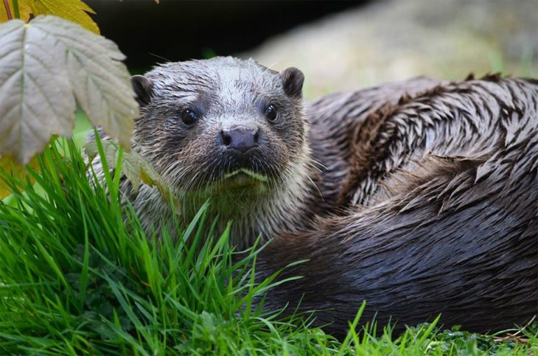 About otters in Scotland Scotlandguides